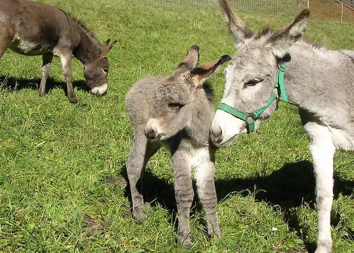 Jedlerhof * Neustift im Stubaital