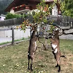 Jedlerhof * ניוסטיפט אים סטובאיטל